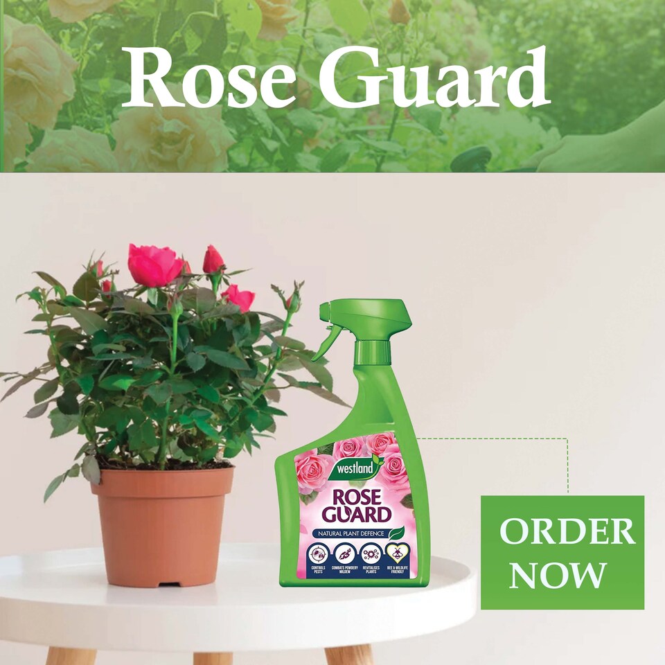 image 1 of Westland Rose Guard RTU 800ml Spray for Healthy Leaves Vibrant Colour Disease Protection and Stronger Blooms for Roses