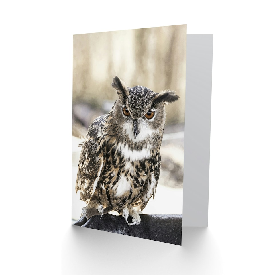 image 1 of Carol M Highsmith Art Card Long Eared Owl Perched On A Rock