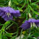 image 6 of Primrose Artificial Petunia Flowers Rattan Hanging Basket Purple Pink 30cm