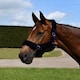 image 3 of Rhinegold Fur Trim Headcollar Blue | Size: X-Full
Colour: Navy