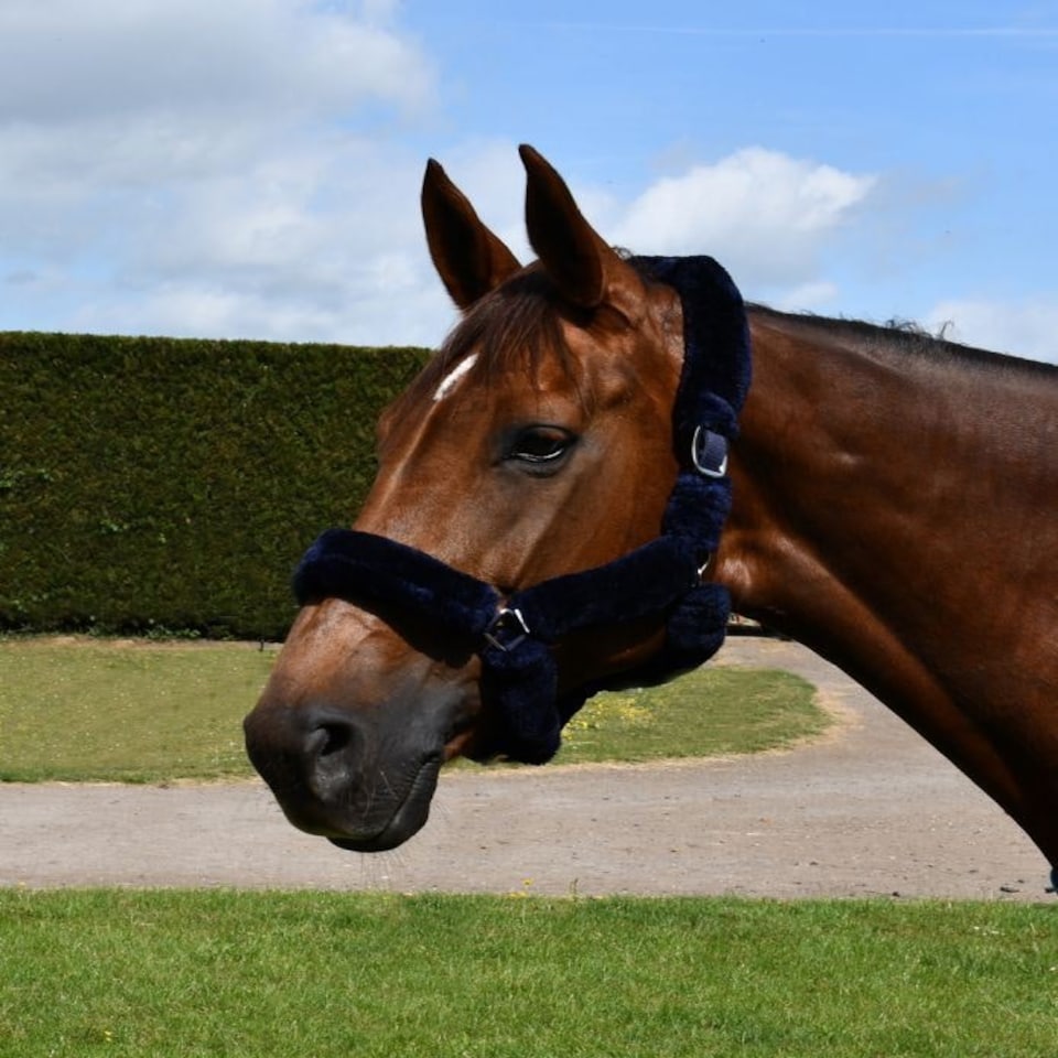 image 1 of Rhinegold Fur Trim Headcollar Blue | Size: X-Full
Colour: Navy