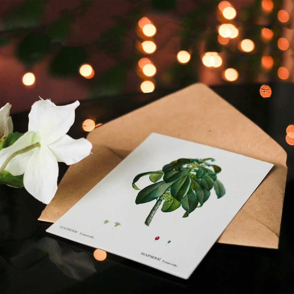 image 1 of Pierre-Joseph Redouté Art Card Spurge Laurel Vintage Botanical