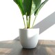 image 5 of 45cm Artificial Aureum Plant