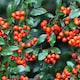 image 1 of Pyracantha Orange Glow 3 Litre Potted Plant x 1