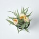 image 2 of Homescapes Pink & Cream Artificial Tulips in White Decorative Pot, 22 cm Tall