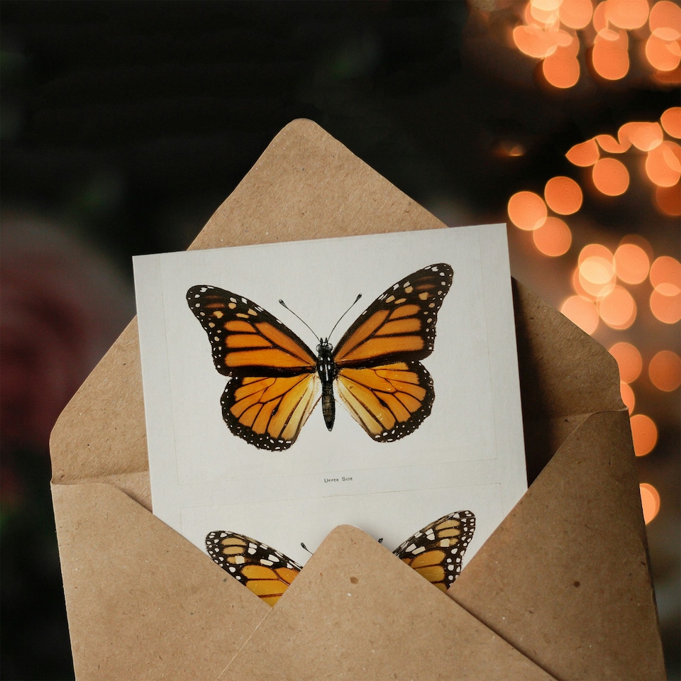 image 1 of Sherman Denton Art Card Monarch Butterfly Vintage Illustration