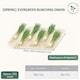 image 2 of Mr. Fothergills Onion Seeds - Evergreen