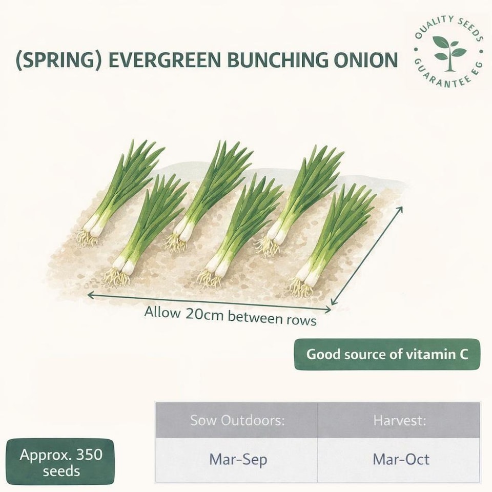 image 1 of Mr. Fothergills Onion Seeds - Evergreen