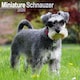 image 1 of Schnauzer Miniature  2026 Calendar | Square Wall Calendar | Dog Breed Gift | Plastic Free Packaging | by Avonside Publishing