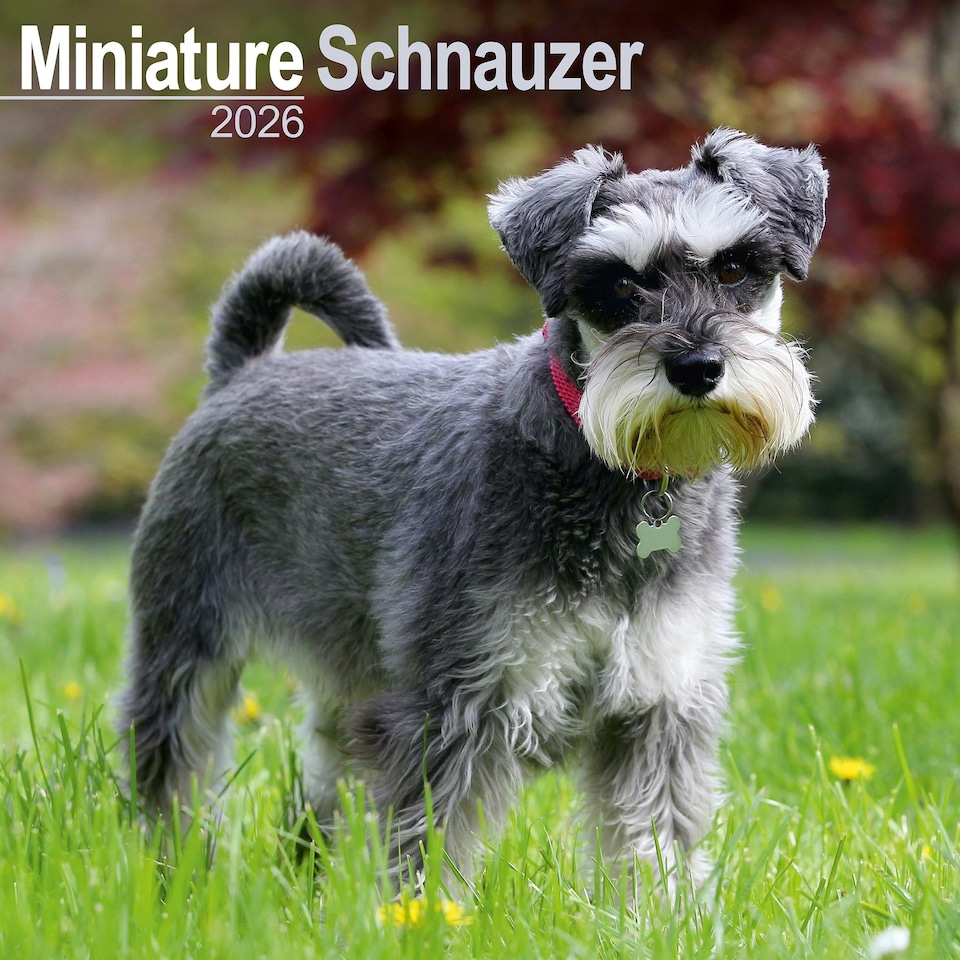 image 1 of Schnauzer Miniature 2026 Calendar | Square Wall Calendar | Dog Breed Gift | Plastic Free Packaging | by Avonside Publishing