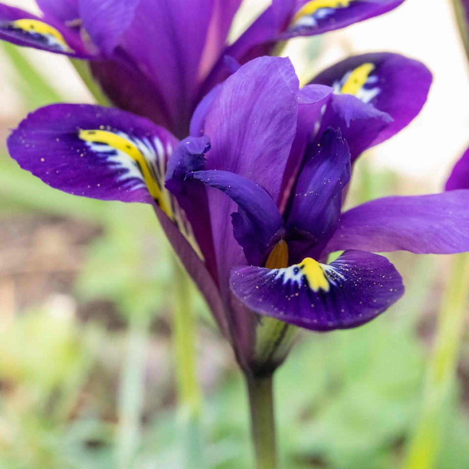image 1 of Marshalls Garden Iris Bulbs 'Harmony' - 20 Bulbs, Early Spring Blue Flowers