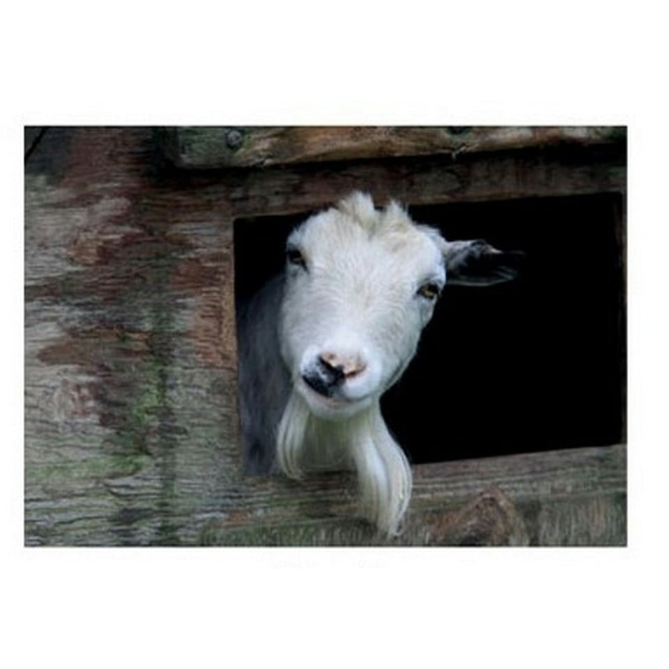Kevin Milner Goat Countryside Greetings Card - Multicoloured - One Size