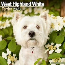 West Highland Terrier 2026 Calendar | Square Wall Calendar | Dog Breed Gift | Plastic Free Packaging | by Avonside Publishing