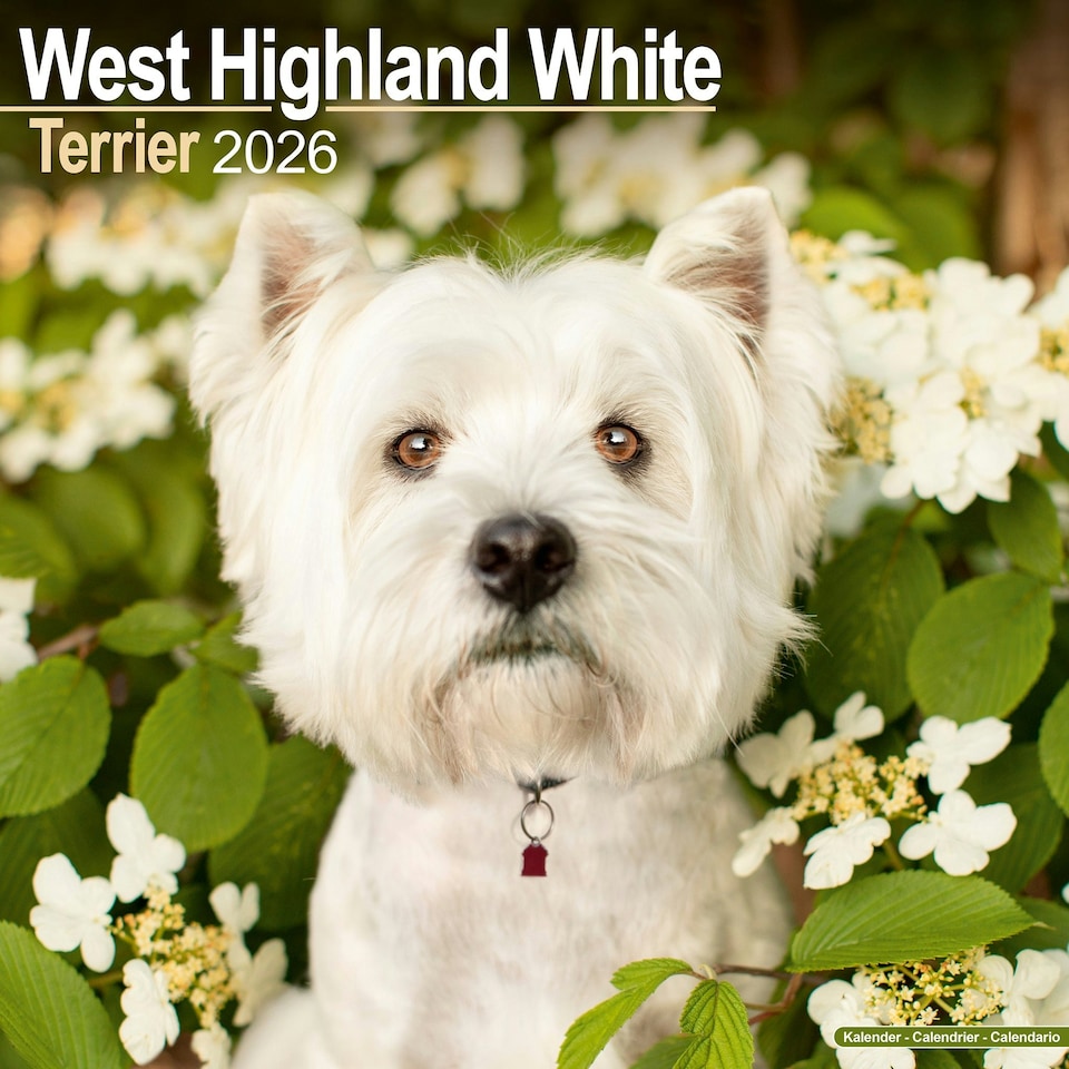 image 1 of West Highland Terrier 2026 Calendar | Square Wall Calendar | Dog Breed Gift | Plastic Free Packaging | by Avonside Publishing