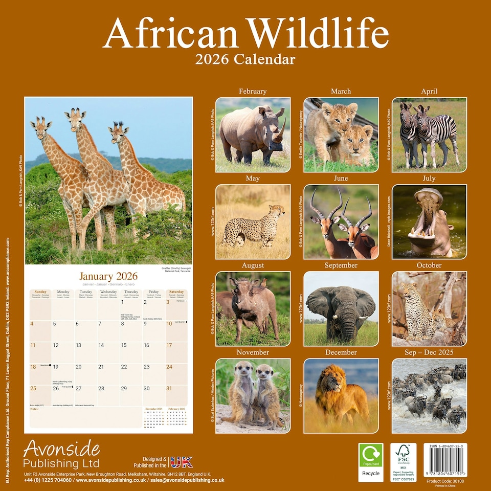 image 1 of African Wildlife 2026 Calendar | Square Wall Calendar | Animal Gift | Plastic Free Packaging | by Avonside Publishing