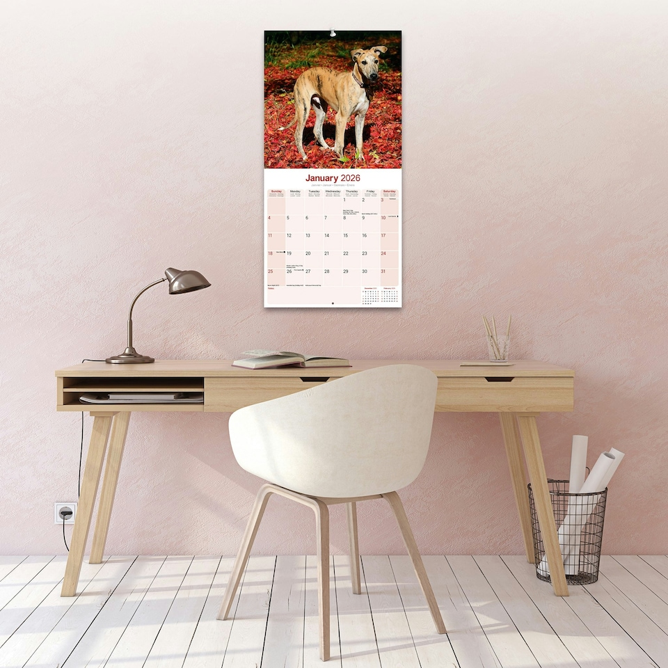 image 1 of Greyhound 2026 Calendar | Square Wall Calendar | Dog Breed Gift | Plastic Free Packaging | by Avonside Publishing