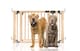 image 1 of Bettacare Wooden Multi Panel Flexible Pet Barrier, Natural Wood, up to 116cm Wide, Dog Barrier for Pets Dogs and Puppy Cream | Natural