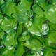 image 6 of Outsunny Decorative Trellis with Artificial Leaves, 3 x 1m, Ivy Leaves
