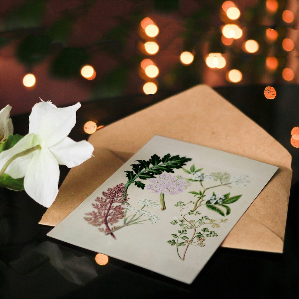 image 1 of Sarah Featon Art Card New Zealand Ligosticum Latifolium Flowers