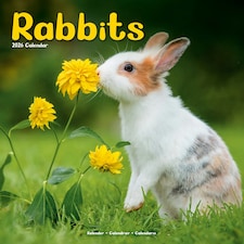 Rabbits 2026 Calendar | Square Wall Calendar | Animal Gift | Plastic Free Packaging | by Avonside Publishing