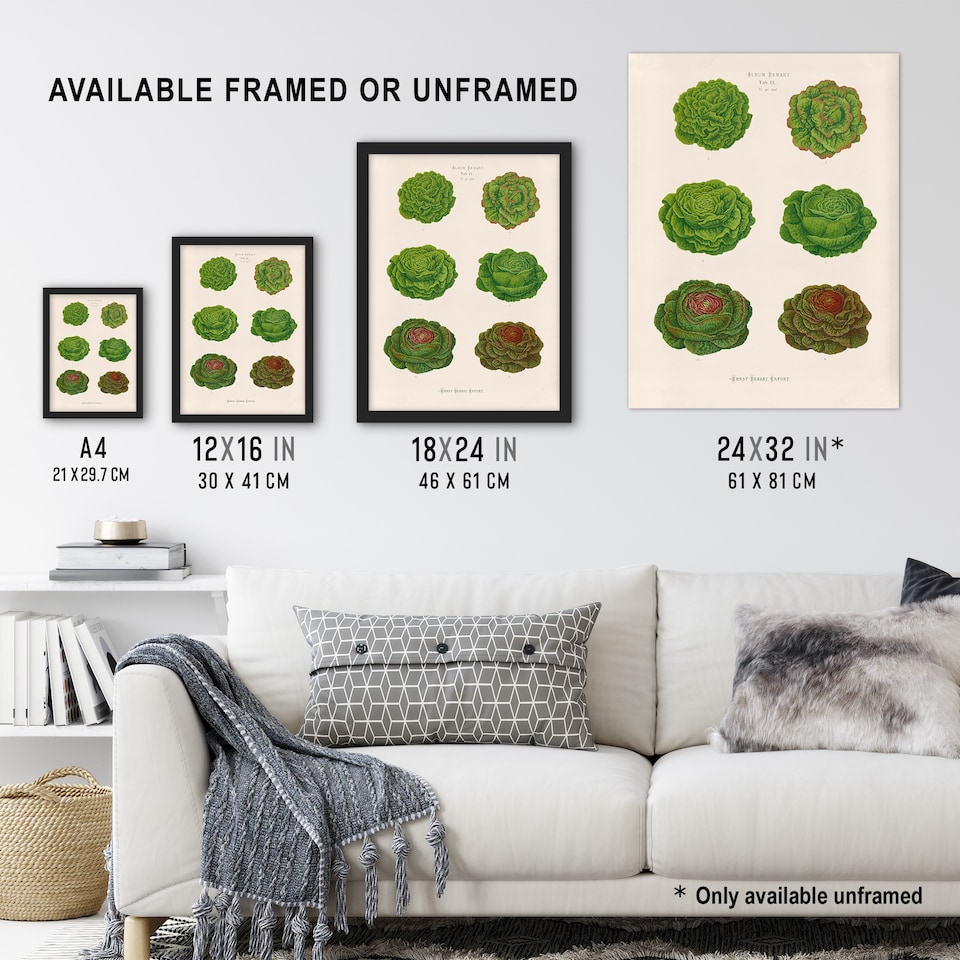 image 1 of Lettuces Cabbage Varieties Ernst Benary Framed Wall Art Print 12X16"