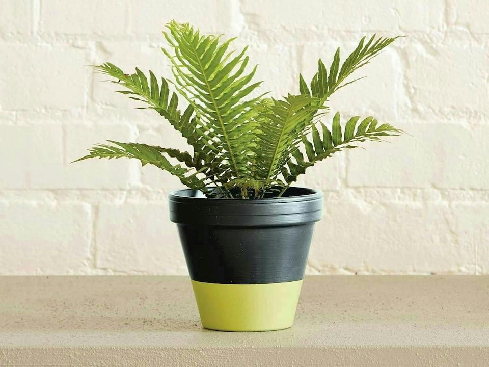 image 1 of Ronseal Garden Paint 250ml  Lime Zest