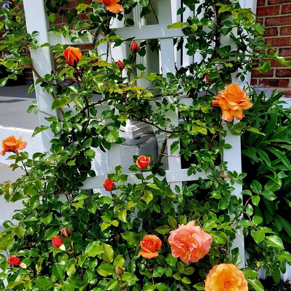 image 1 of Carbeth Plants Climbing Rose Bush in 3L Pot - Choose Your Colour - Ideal for Walls, Pillars, Trellises and Arches | Pink