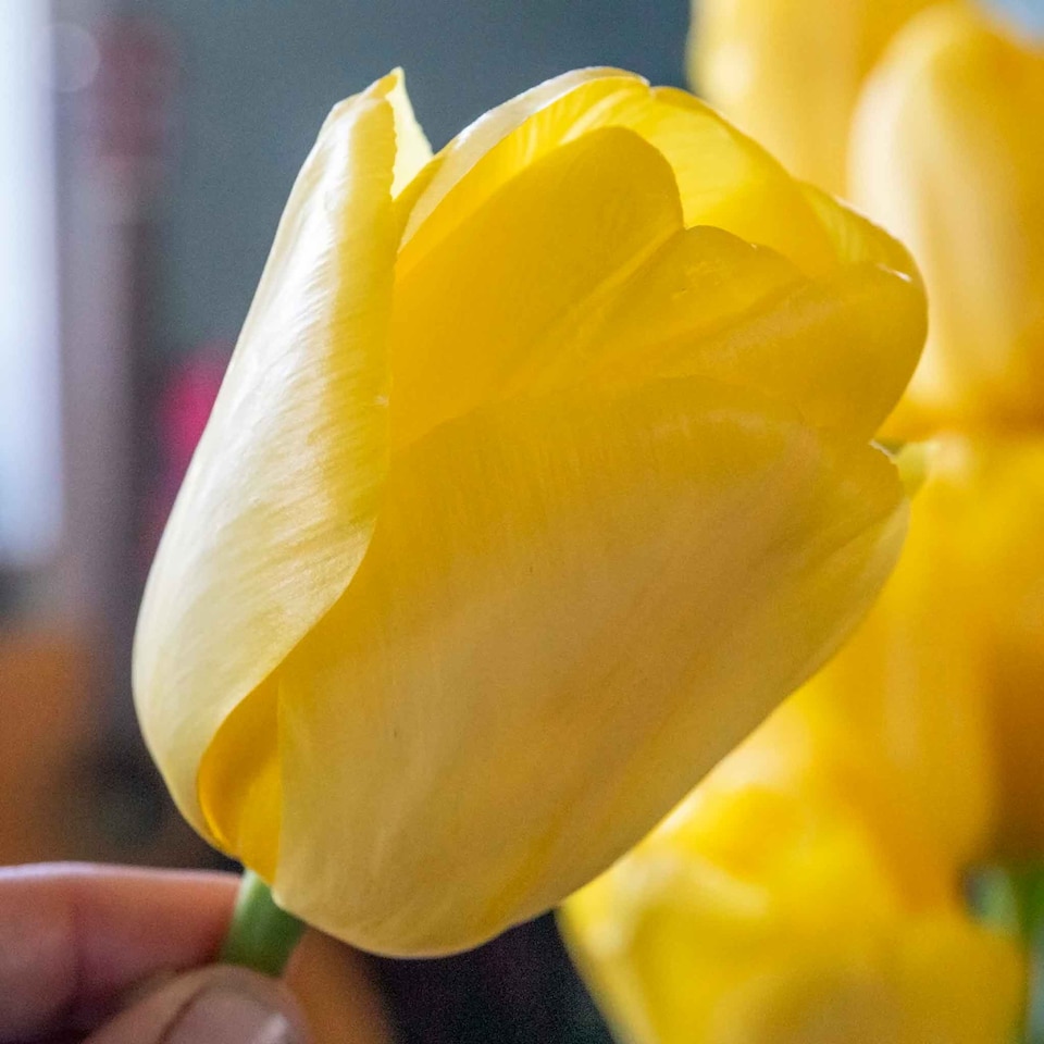 image 1 of Marshalls Garden Tulip Bulbs 'World Friendship' – Primrose Yellow, Pack of 10