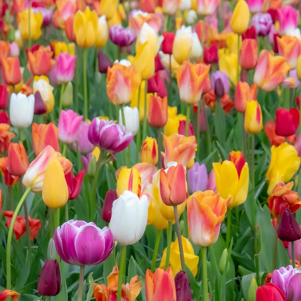 image 1 of Marshalls Garden Tulip Bulbs Mixed Border Collection, 50 Bulbs