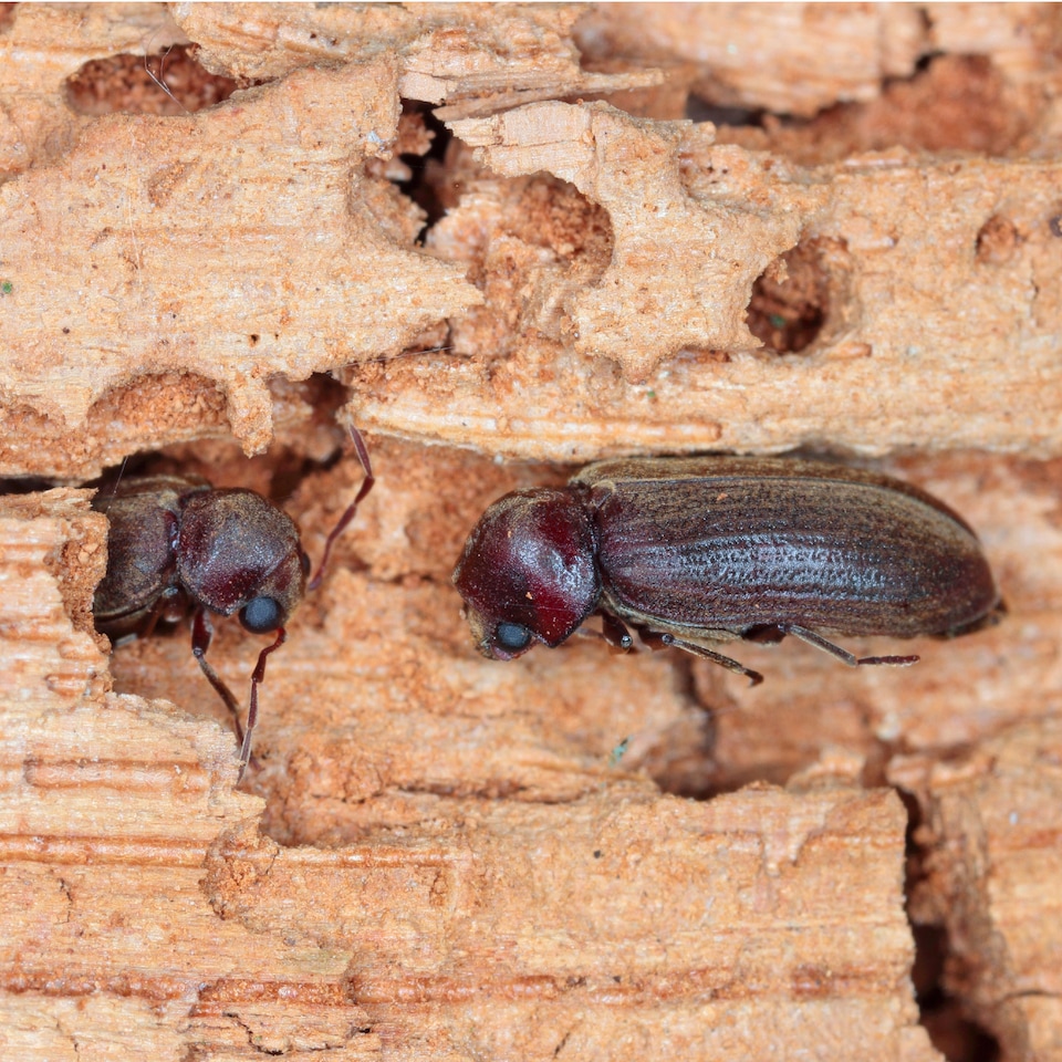 image 1 of Soluguard Woodworm Treatment - Ready For Use High Strength Woodworm Killer Spray (1 Litre, Clear)