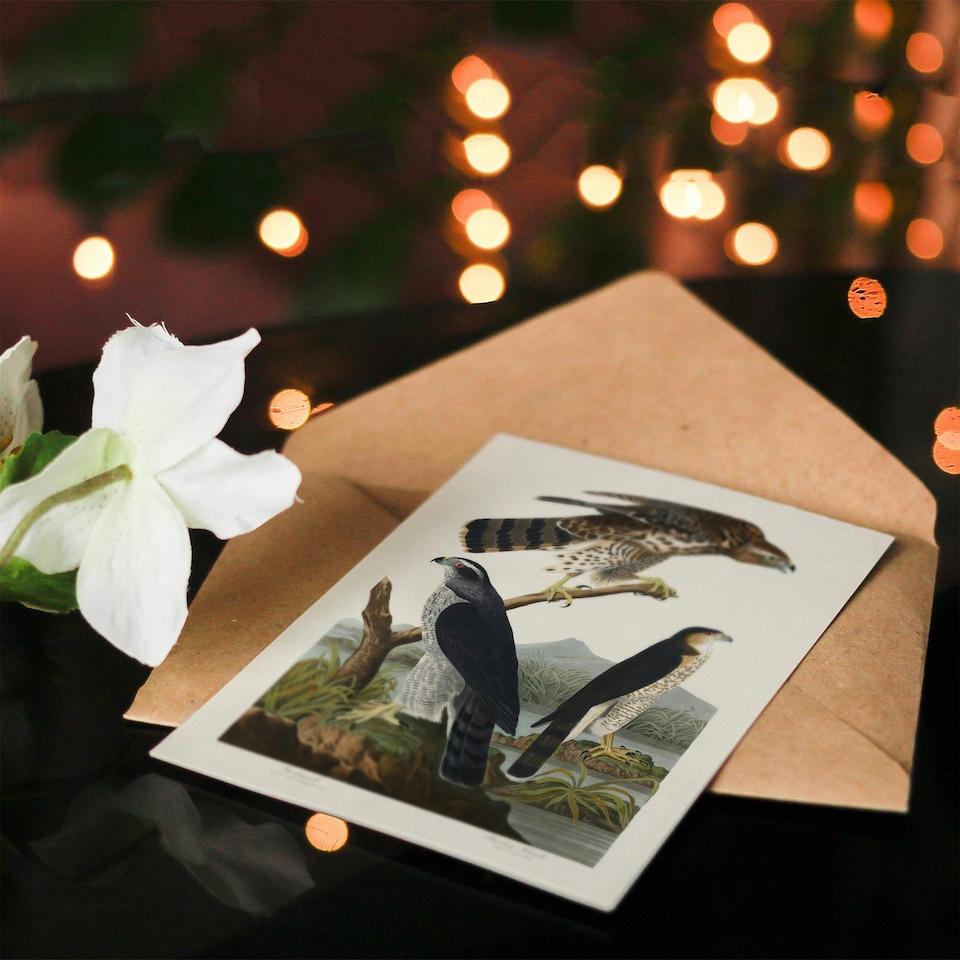 image 1 of John James Audubon Art Card Goshawk and Stanley Hawk