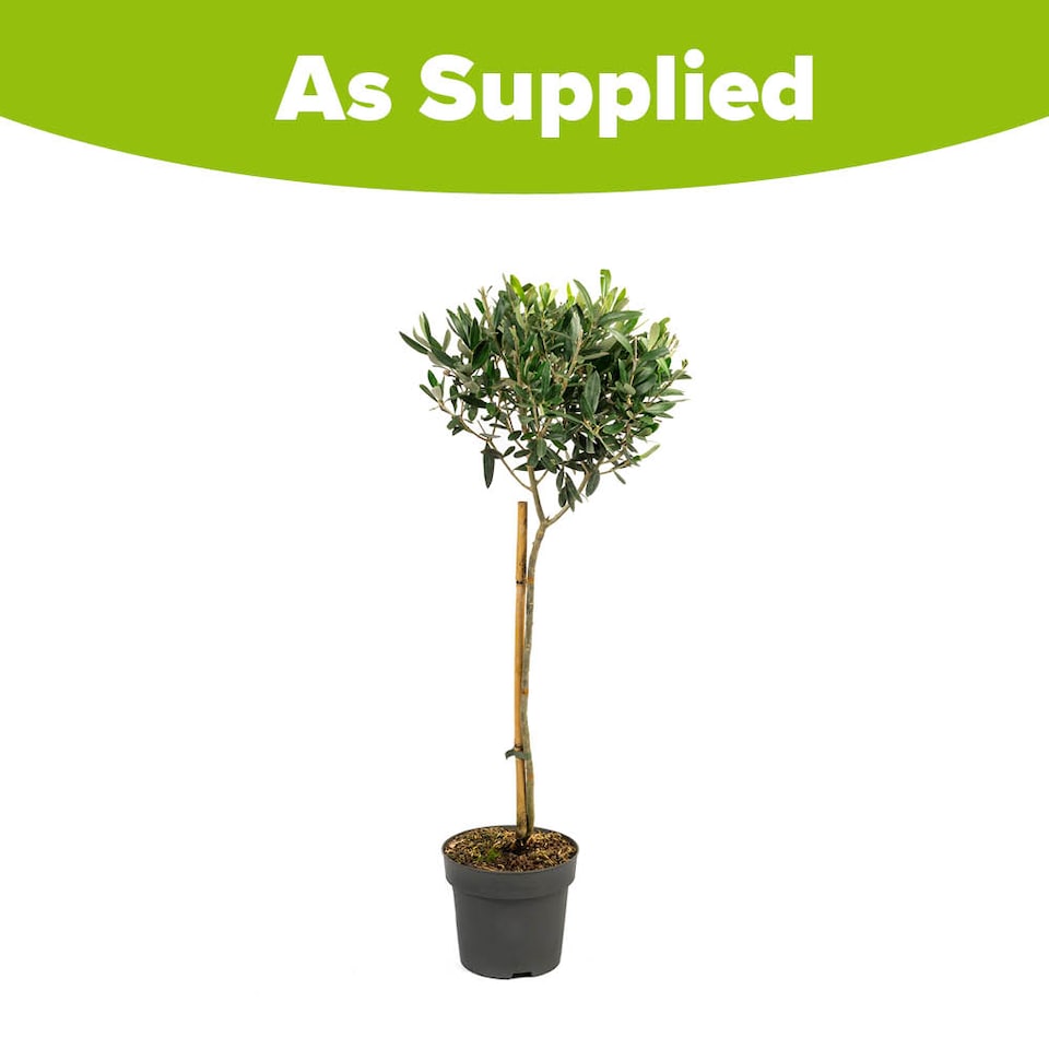image 1 of YouGarden Hardy Ornamental Olive Tree Standard 80-90cm Tall, Mediterranean Olive Tree for Gardens Patios and Decking