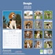 image 2 of Beagle 2026 Calendar | Square Wall Calendar | Dog Breed Gift | Plastic Free Packaging | by Avonside Publishing