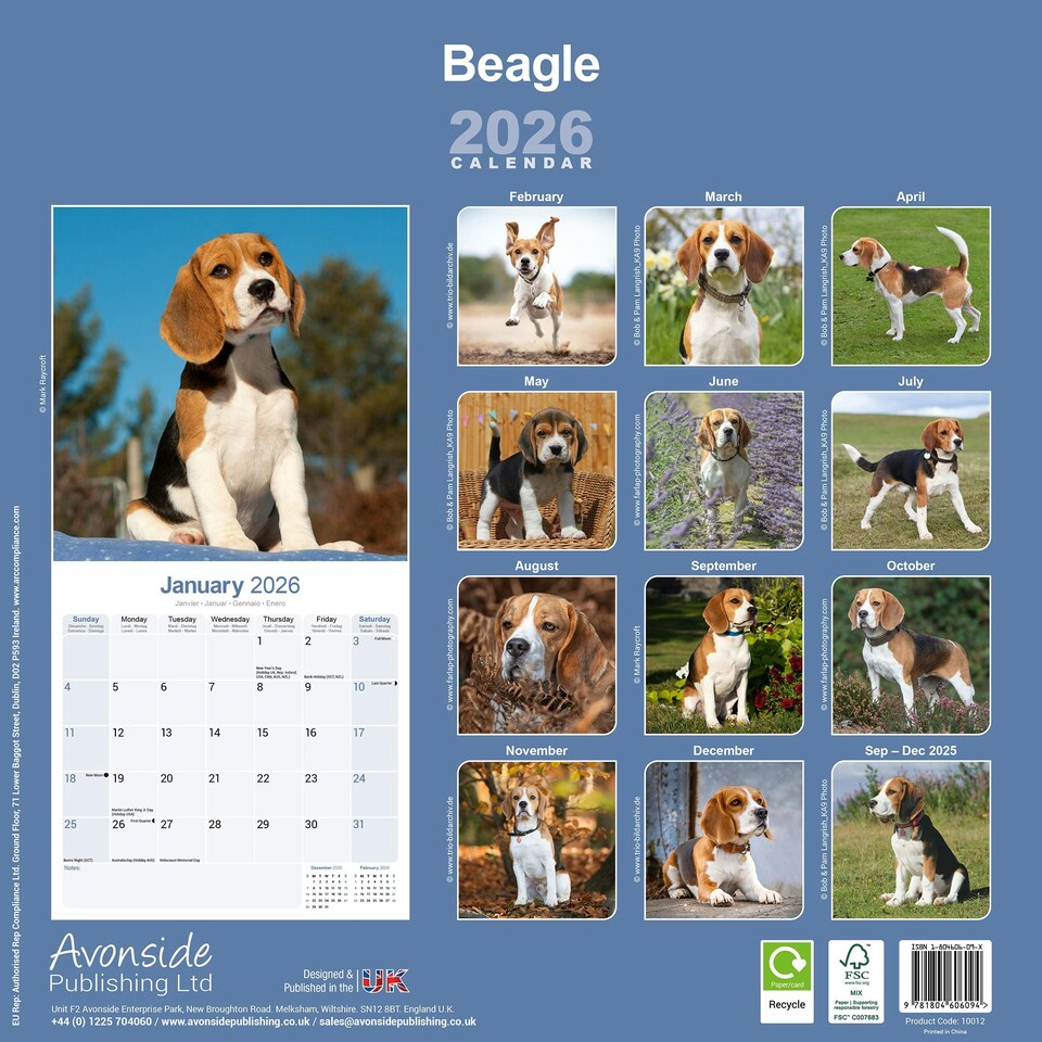 image 1 of Beagle 2026 Calendar | Square Wall Calendar | Dog Breed Gift | Plastic Free Packaging | by Avonside Publishing