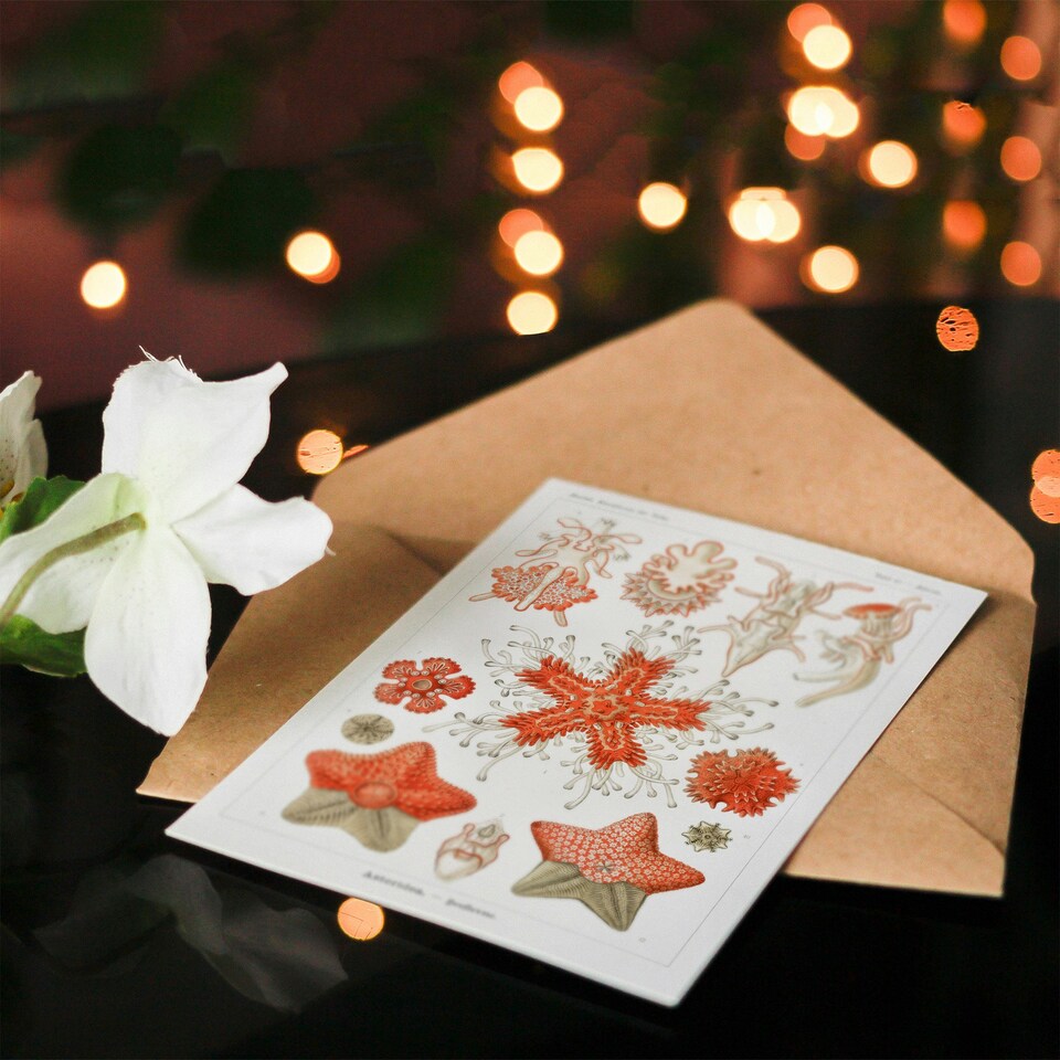 image 1 of Ernst Haeckel Art Card Asteridea Starfish Species