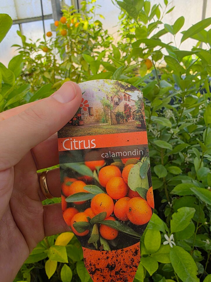 image 1 of Calamondin Citrus x microcarpa - Fragrant Patio Citrus Tree