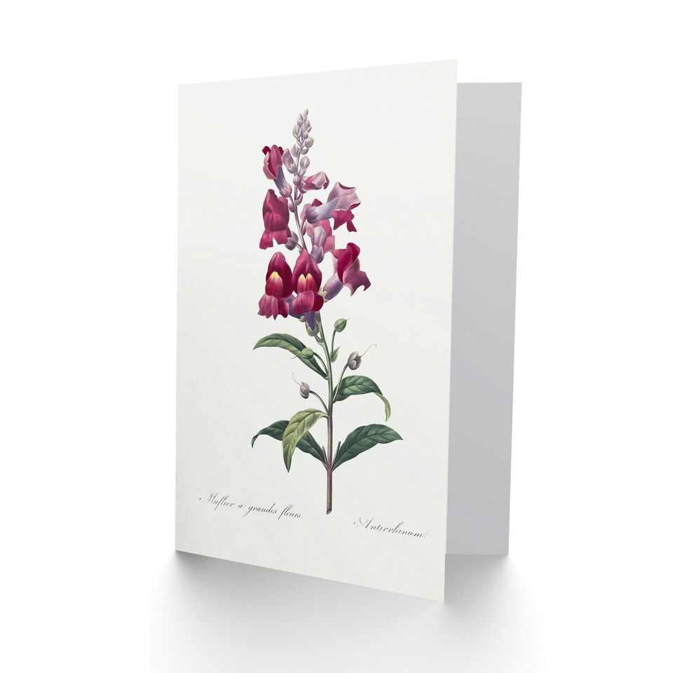 image 1 of Pierre-Joseph Redouté Art Card Antirrhinum Dragon Flowers