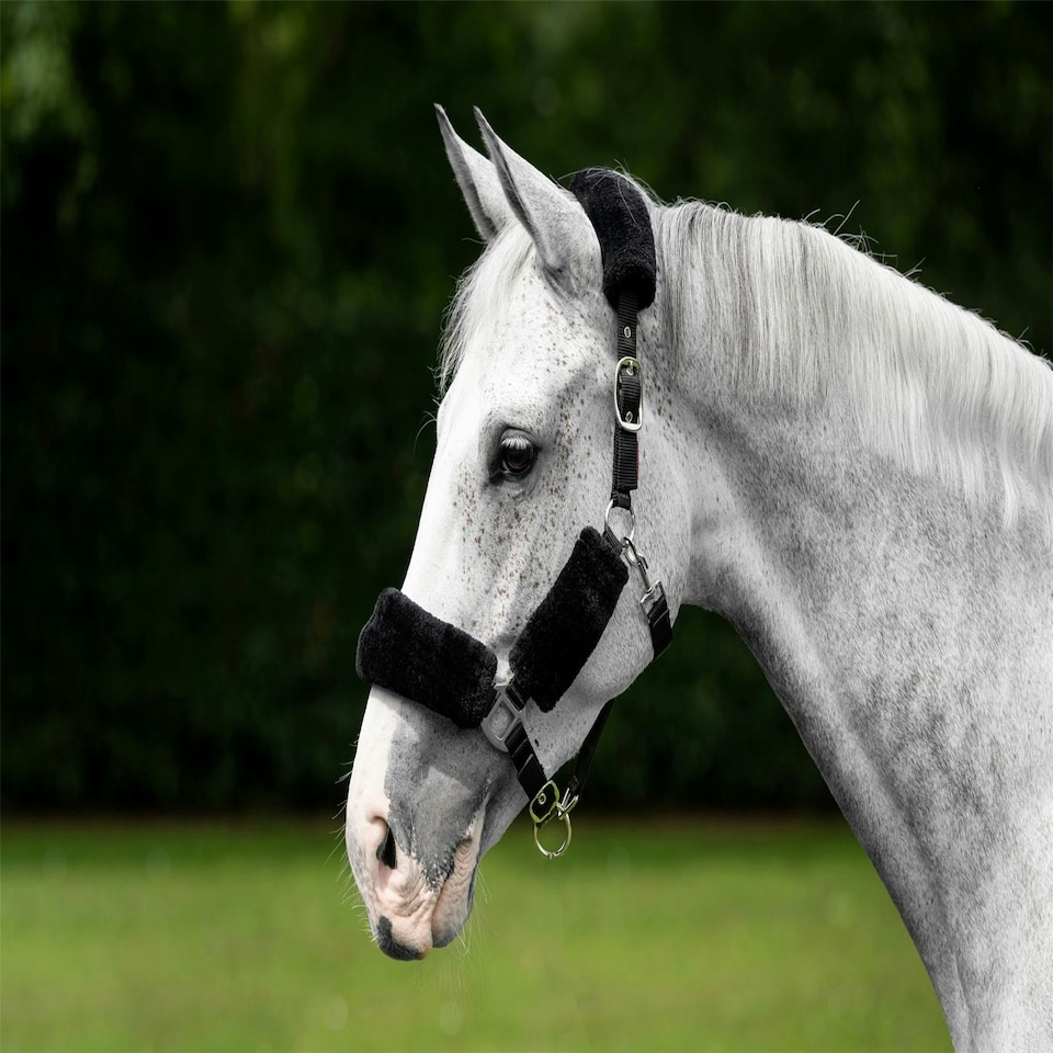 image 1 of LeMieux Comfort Headcollar Blue | X-Full