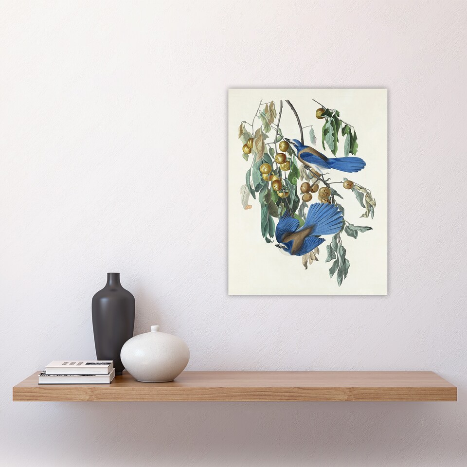 image 1 of Florida Jay and Persimmon Tree Audubon Nature Wall Art Poster Print 12X16"