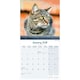 image 3 of Cats 2026 Calendar | Square Wall Calendar | Cat Gift | Plastic Free Packaging | by Avonside Publishing