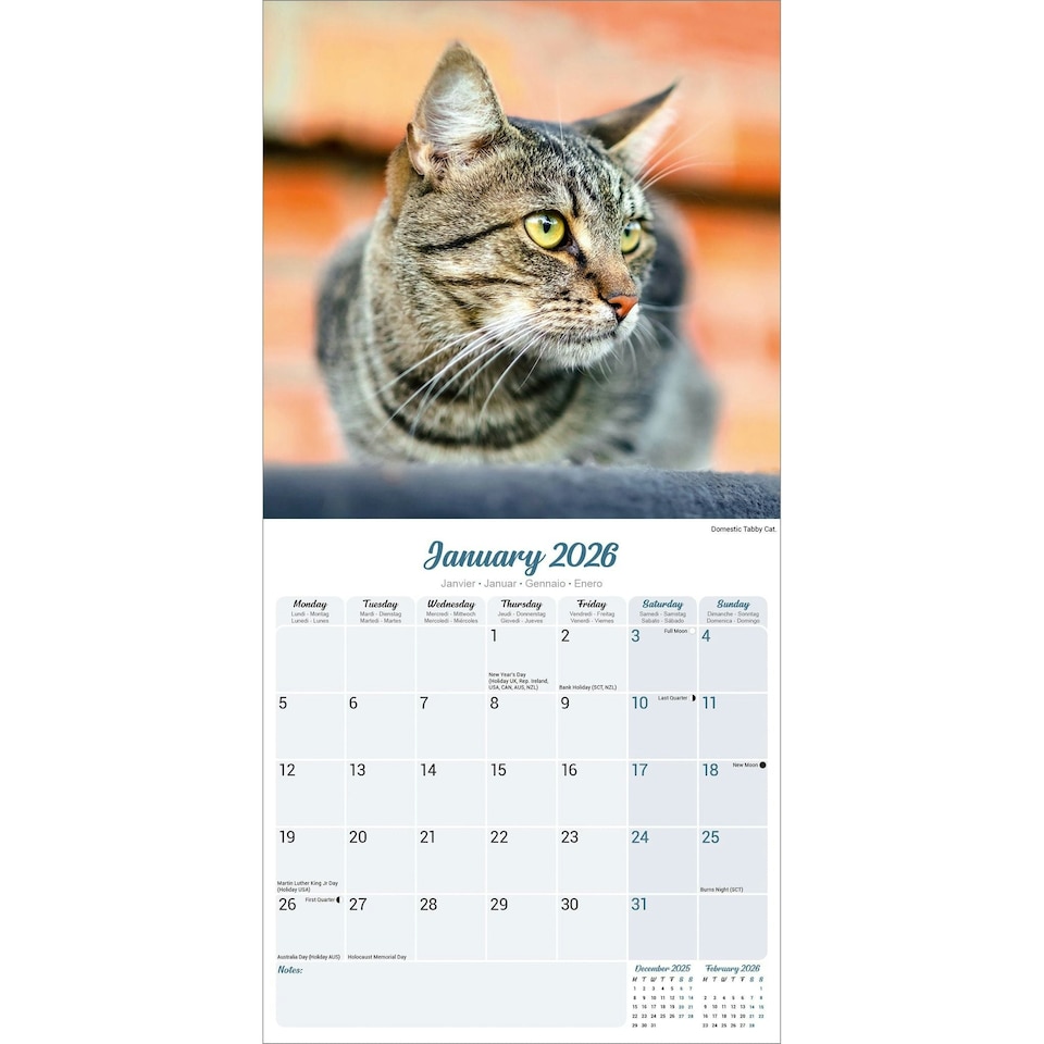image 1 of Cats 2026 Calendar | Square Wall Calendar | Cat Gift | Plastic Free Packaging | by Avonside Publishing
