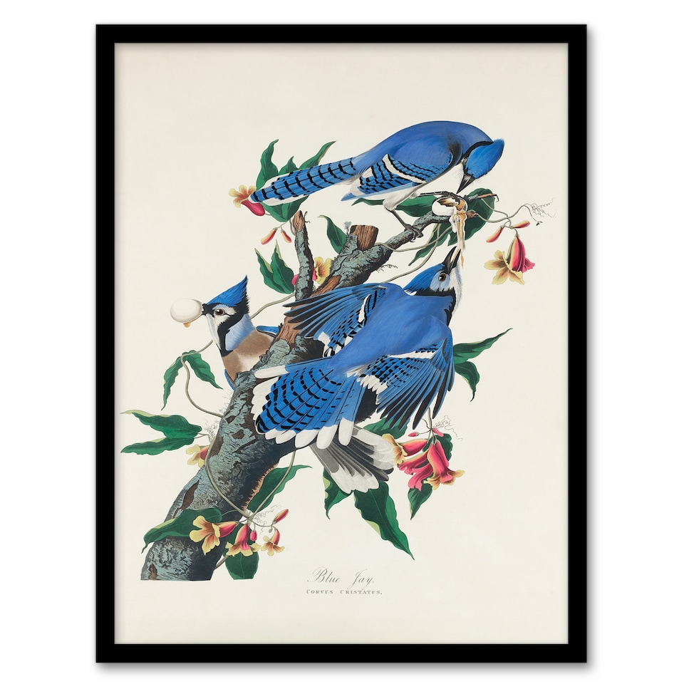 image 1 of John James Audubon Framed Wall Art Print Blue Jay and Trumpet Flowers Home Décor