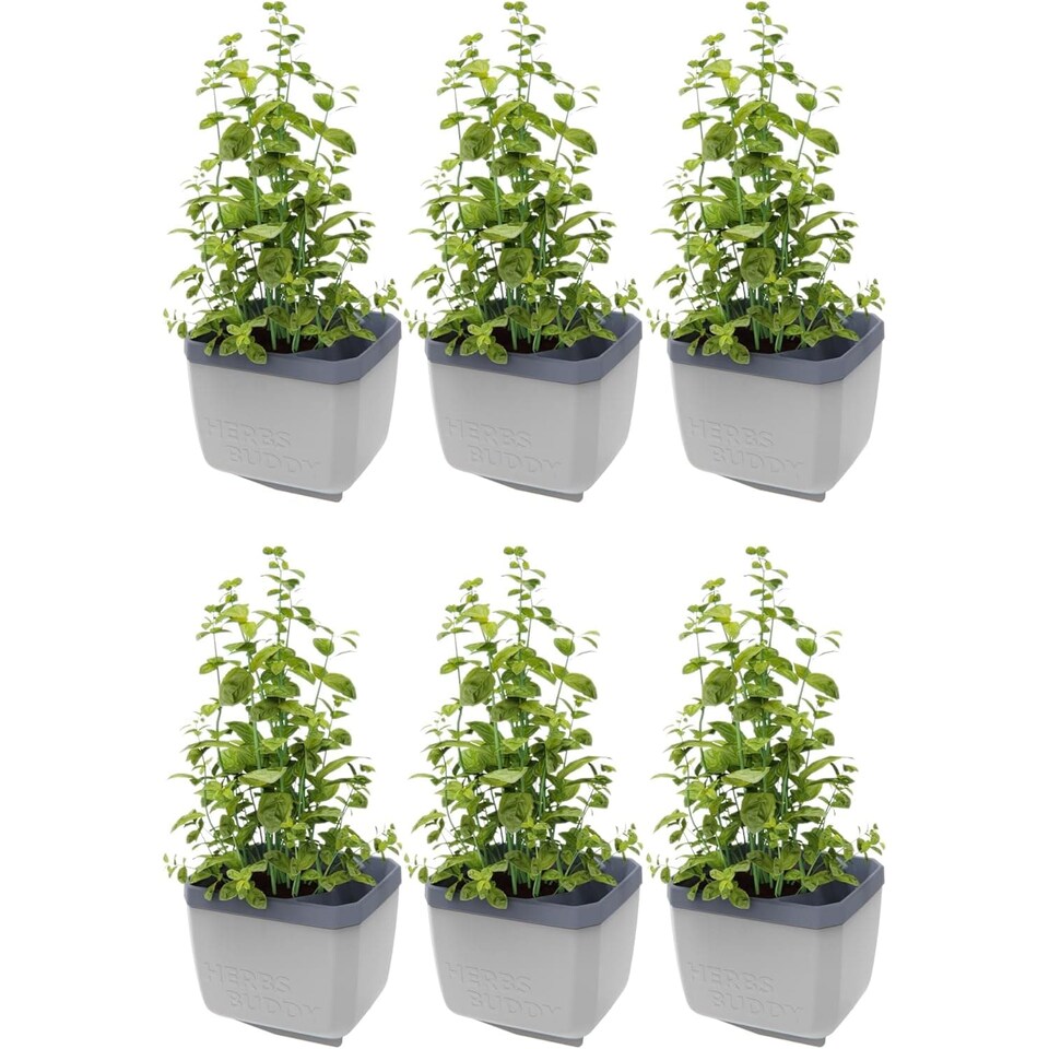image 1 of GUSTA GARDEN Herbs Buddy Self-Watering Pot & Herb Pot for Kitchen & Windowsill, Ideal for Basil, Water Tank, Water Level Indicator (6 units - Light grey)