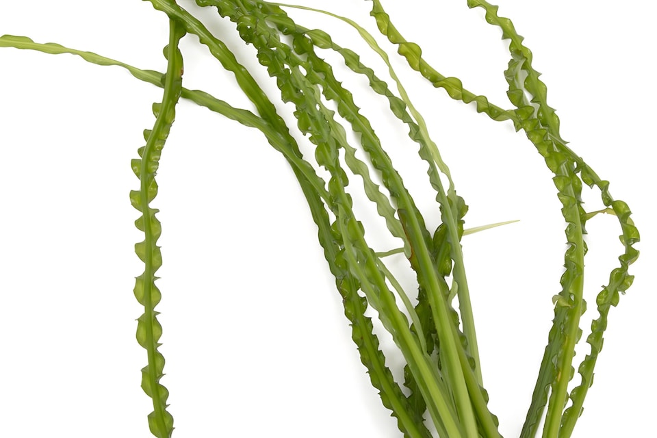 image 1 of Onion Plant (Crinum calamistratum) - Live Aquarium Plant for Midground Planting, No CO2 Needed - Fish Tank Plant