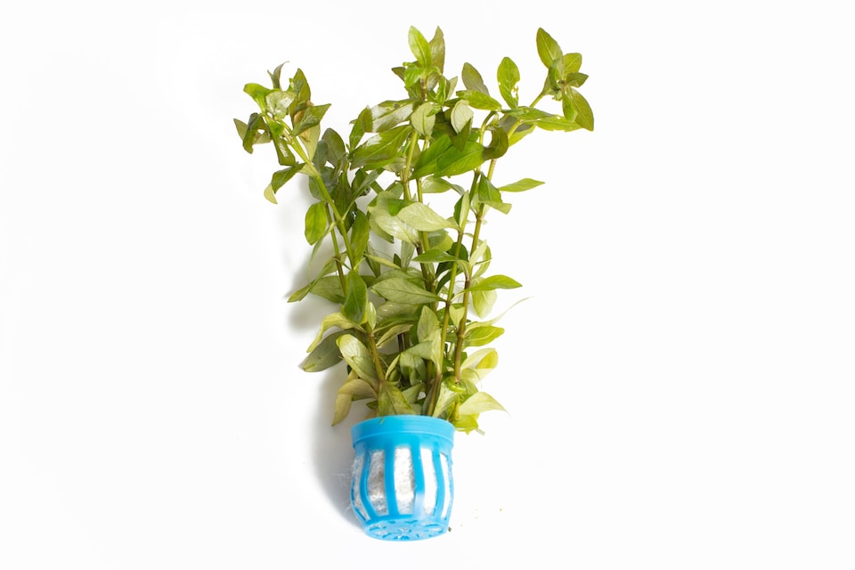 image 1 of Dwarf Hygrophila (Hygrophila polysperma) - Live Aquarium Plant for Midground Planting, No CO2 Needed - Fish Tank Plant
