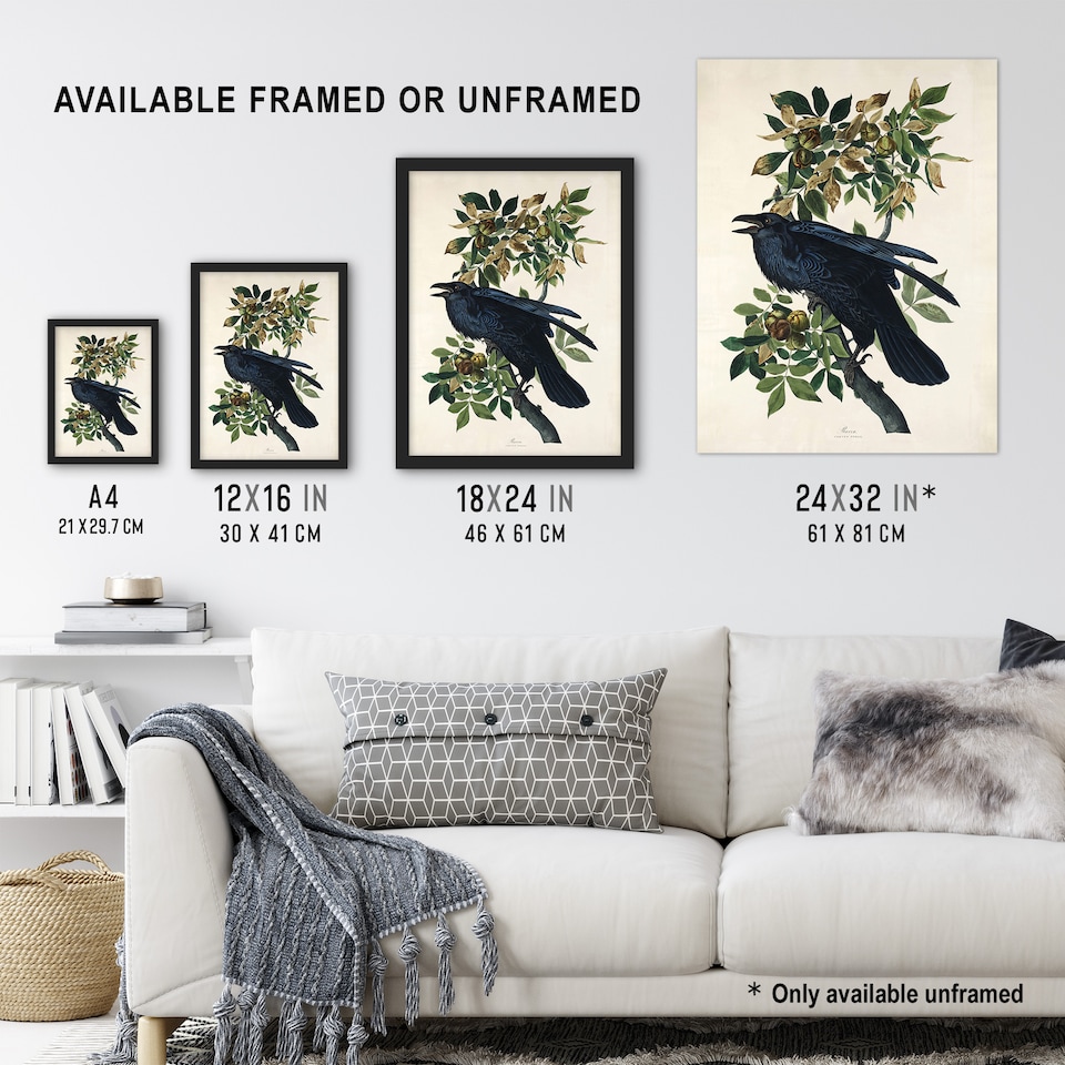 image 1 of Birds of America Raven Audubon Nature Huge Wall Art Print 18X24 In