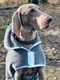 image 6 of Henry Wag Grey Microfibre Drying Coat For Use After Bath Time Or A Muddy Walk, Size Medium 40cm | Grey | Grey | M | 1