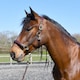 image 2 of Rhinegold Softee Leather Padded Headcollar Brown | Colour: Brown/Brown
Size: Pony