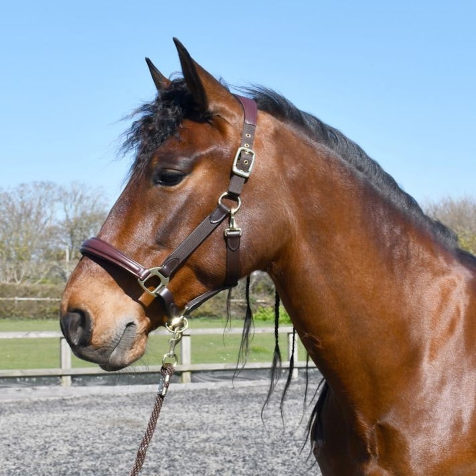 image 1 of Rhinegold Softee Leather Padded Headcollar Brown | Colour: Brown/Brown
Size: Pony