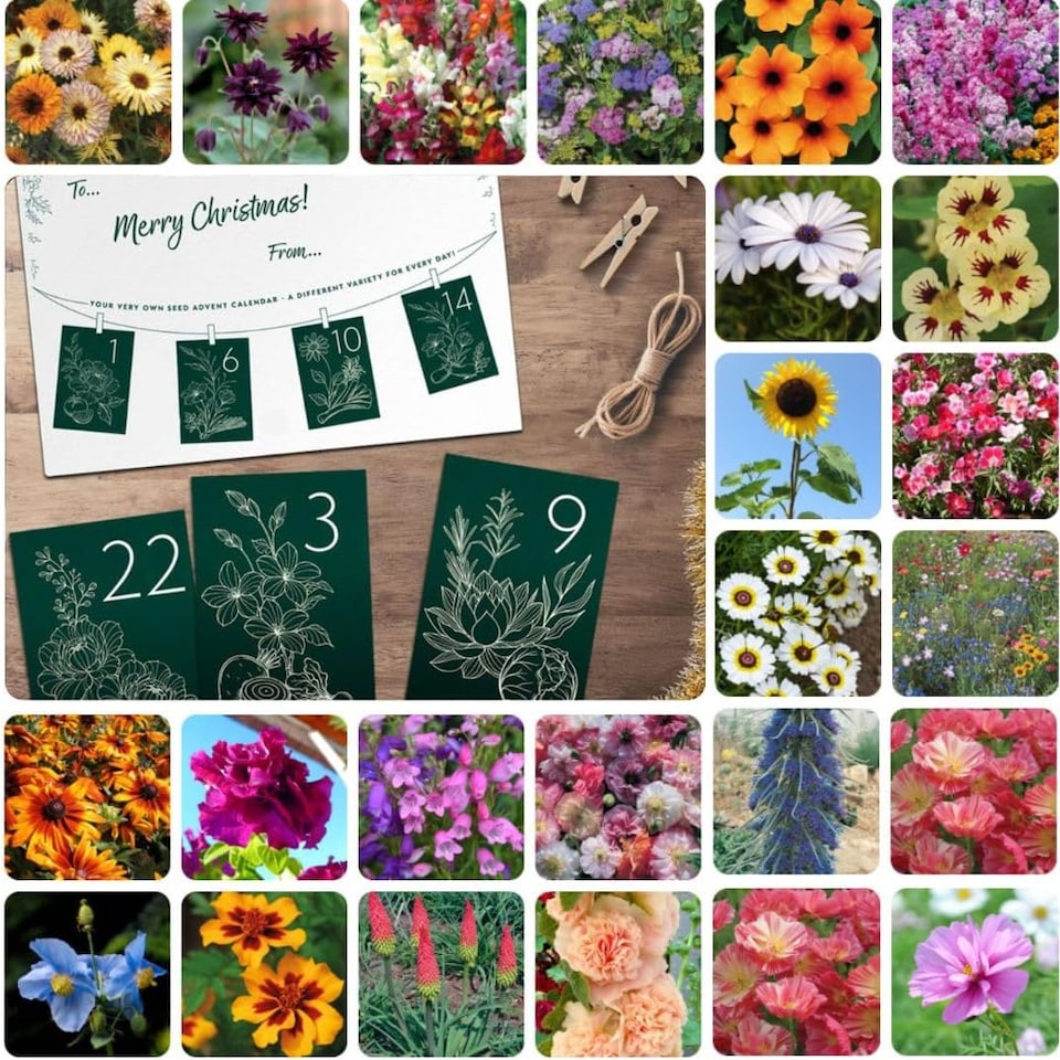 image 1 of Gift Advent Calendar Flower Seeds x 1
